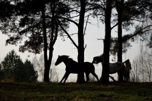 hipoterapia podlasie